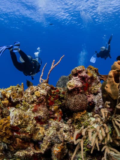 Open Water Diver Course