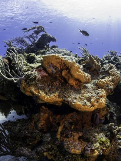 Cozumel Reefs