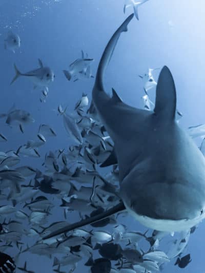 Mexico bull shark diving