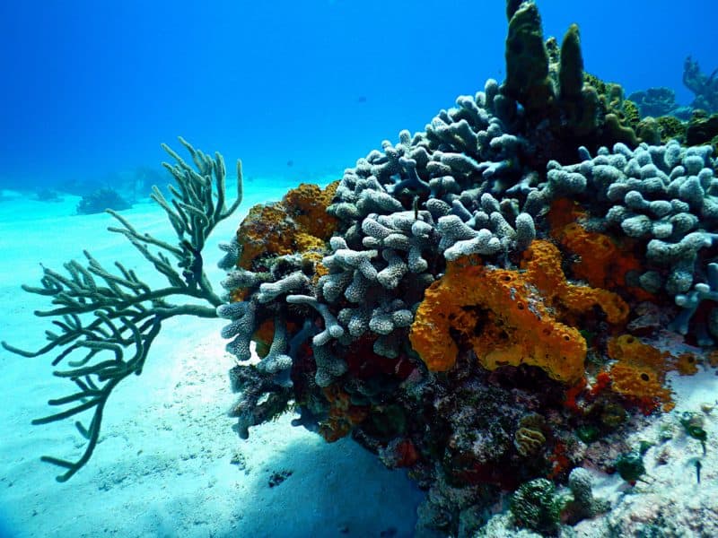 Cozumel Reefs Coral