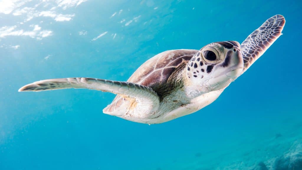 Turtle seen when scuba diving in the Riviera Maya