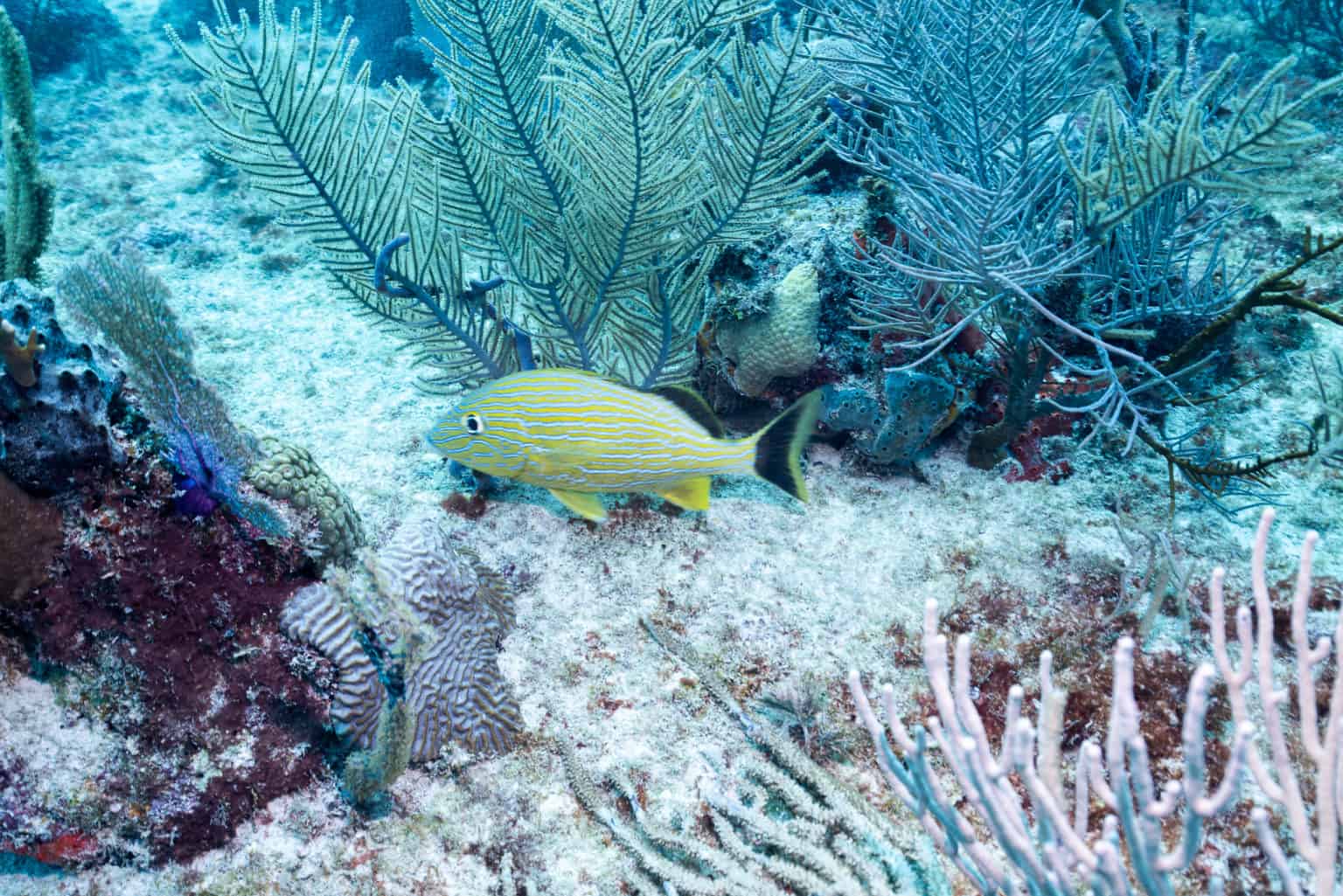 dive sites in playa del carmen