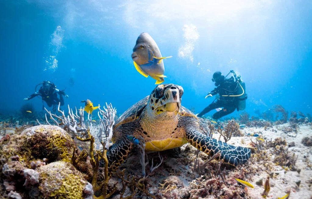 diving near playa del carmen