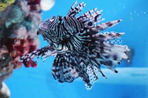 a lion fish that was seen by scuba divers