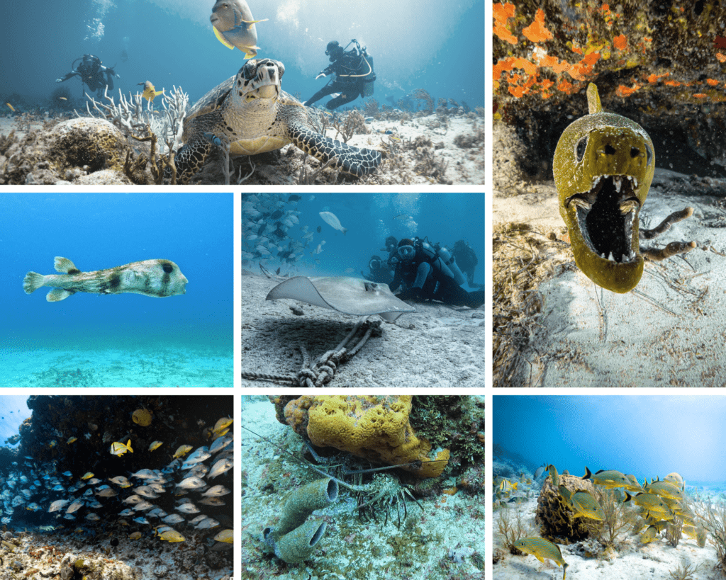 9 of the Best Marine Animals You'll Spot on a Playa Del Carmen Scuba Dive -  Divepoint Mexico