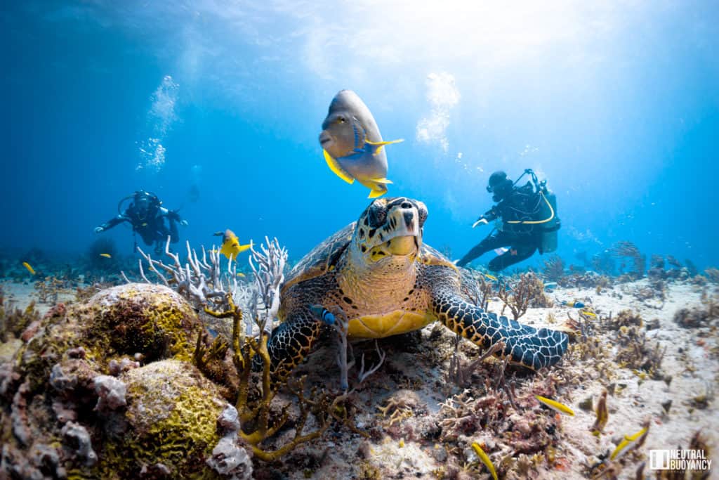 9 Of The Best Marine Animals You’ll Spot On A Playa Del Carmen Scuba ...