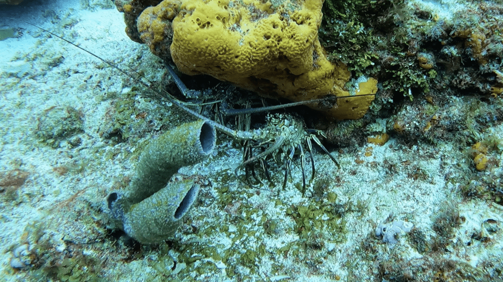 Camouflage! Flat fish, Playa Del Carmen, Mexico #animal #f…