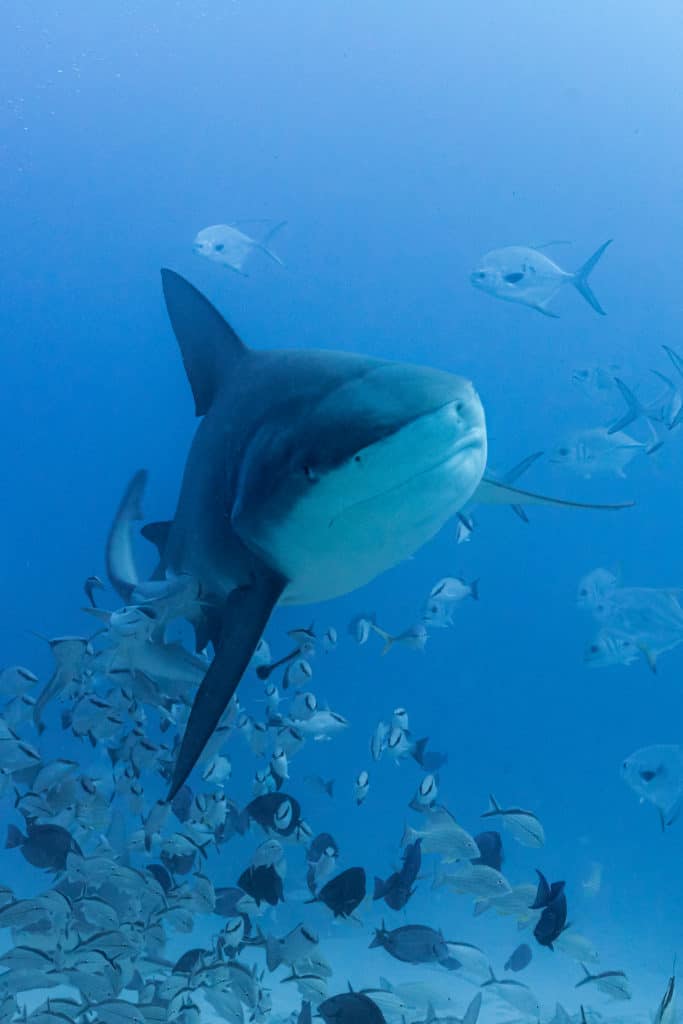 bull sharks playa del carmen season