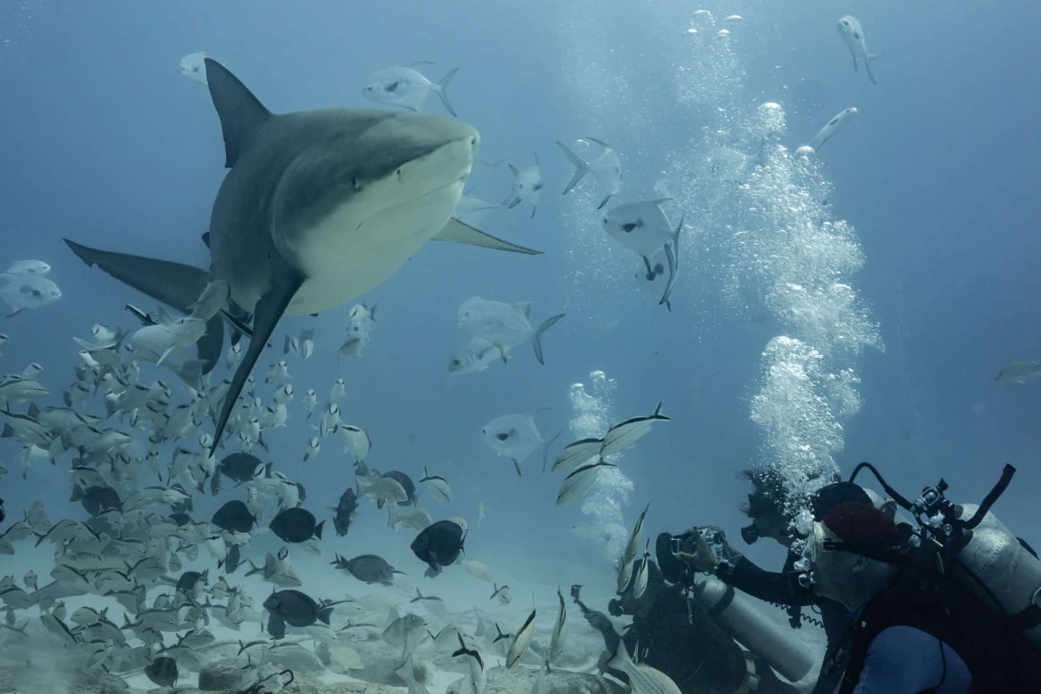 shark diving mexico playa del carmen