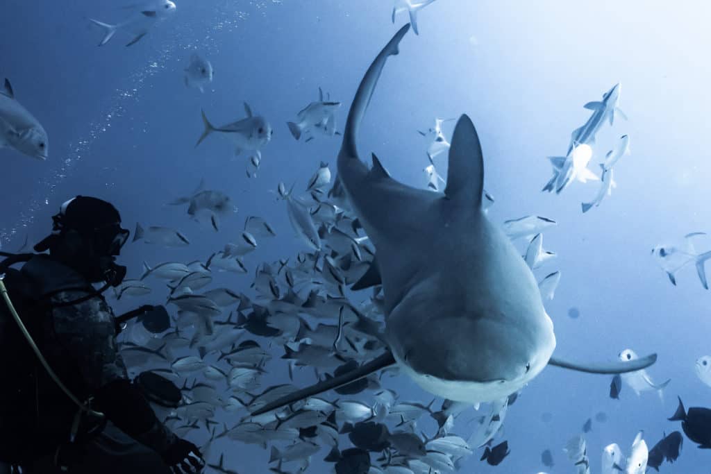 Mexico bull shark diving