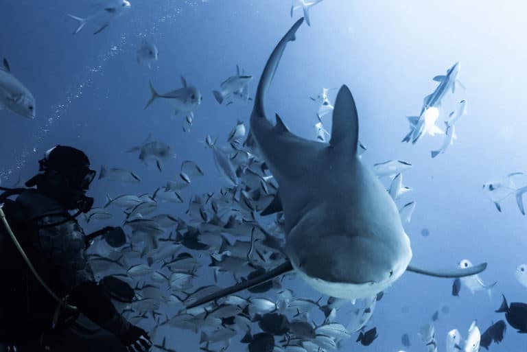 Mexico bull shark diving is very safe