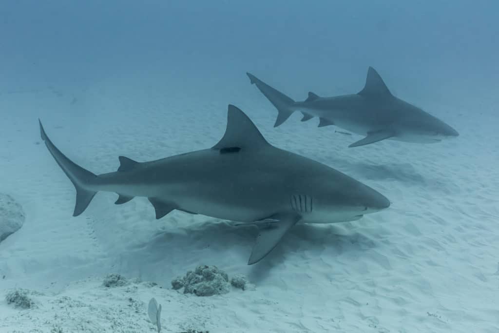 bull sharks playa del carmen season