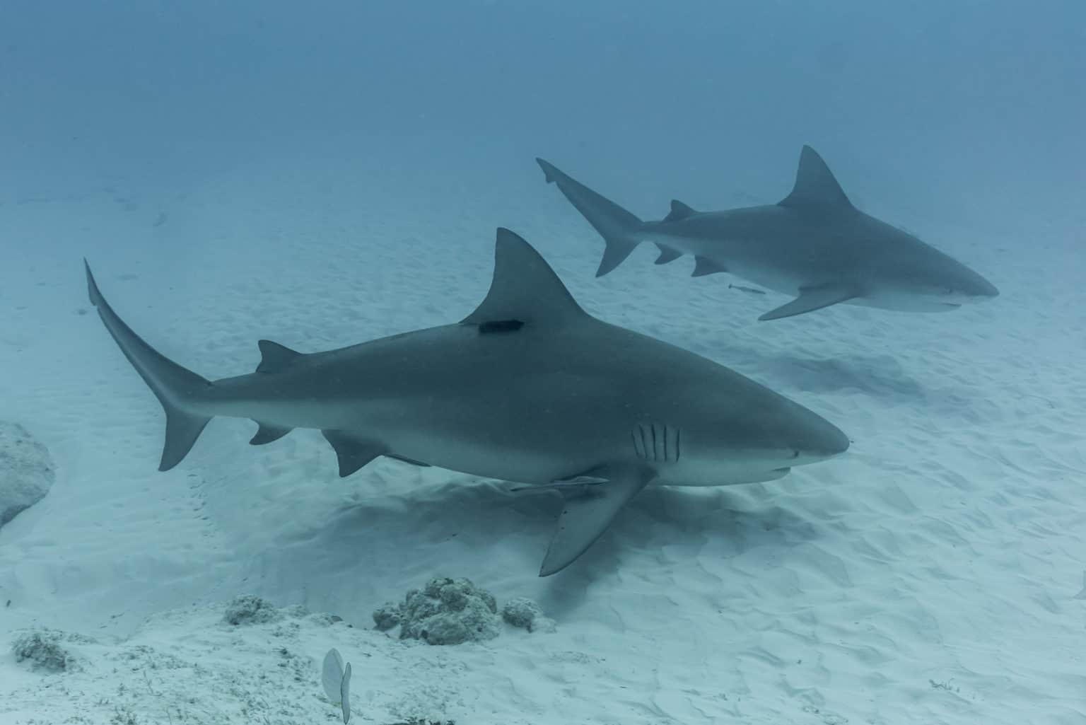 bull shark season playa del carmen