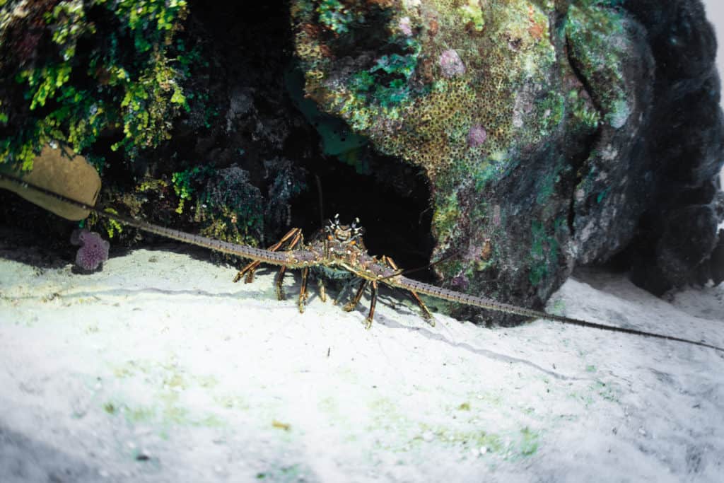 lobster found in cozumel