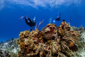 divers in cozumel