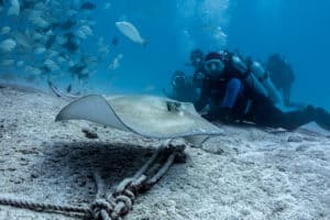 Etiquette for scuba diving - Don't touch anything and respect our underwater environment!