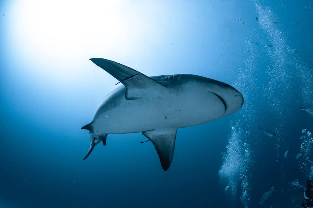 great white shark playa del carmen