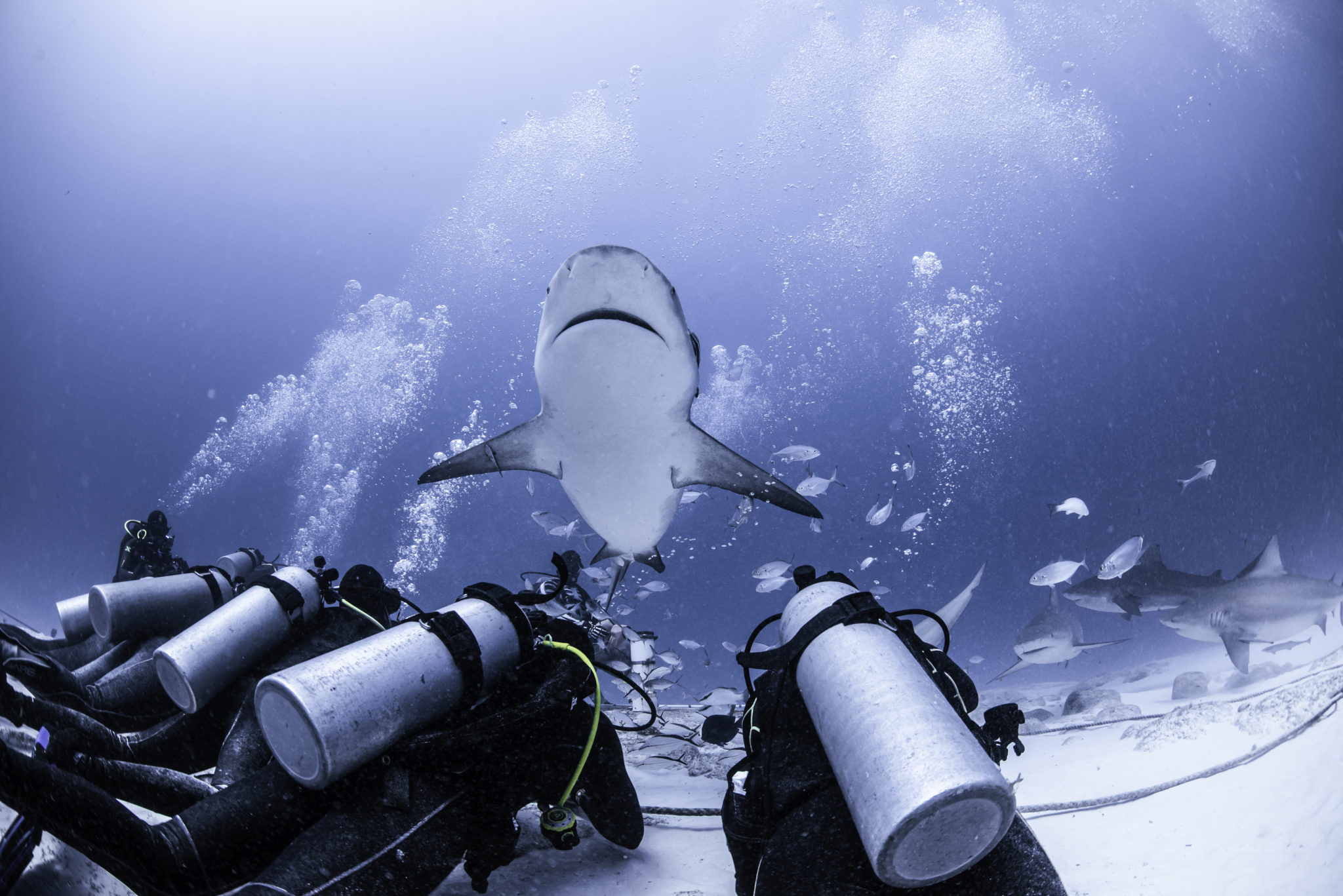 sharks in playa del carmen