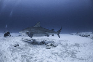 Seeing the Bull sharks is always exciting
