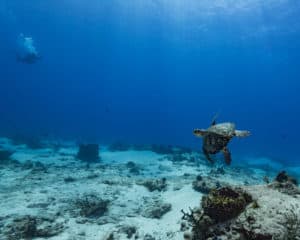 a turtle at cozumel dive site