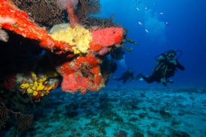 cozumel dive sites are beautiful