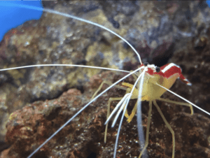 cleaner shrimp