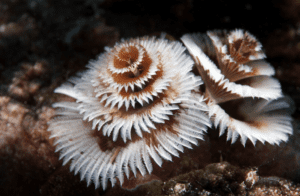 Christmas tree worm