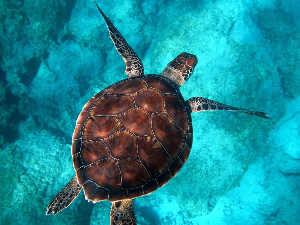 sea turtle species