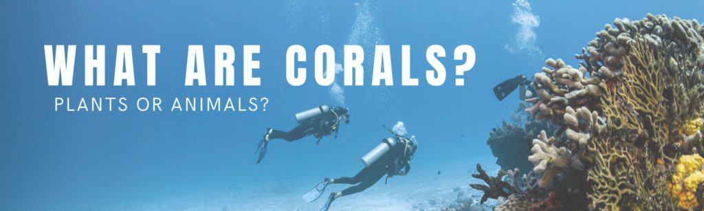 What Are Corals Plants or animals?