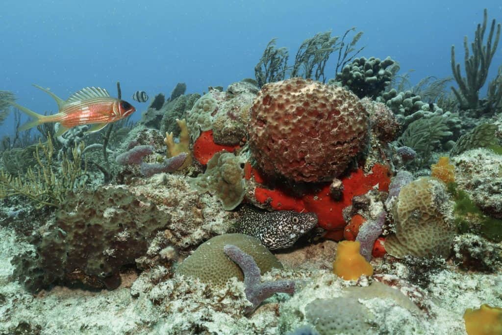 Are cOrals plants or animals?
