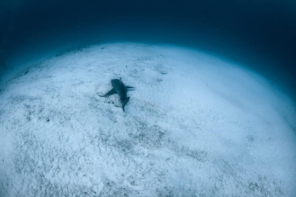 Best time to visit the riviera maya for diving with bull sharks